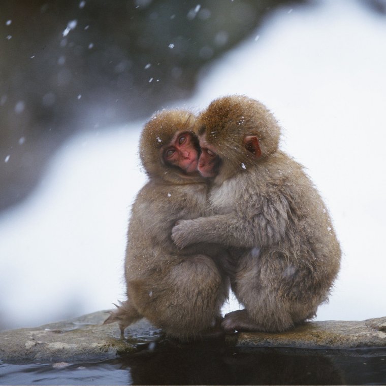 Две обезьяны в обнимку