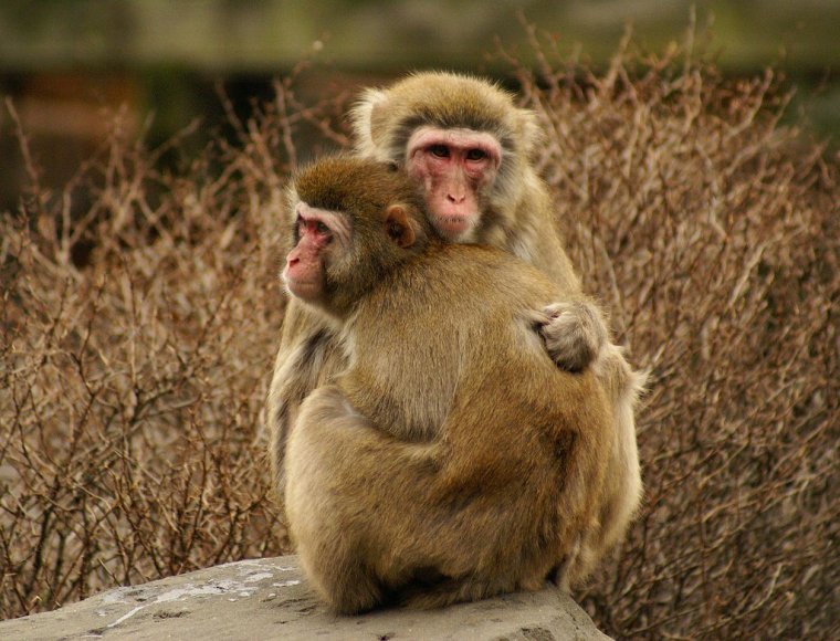 Обезьяны обнимаются