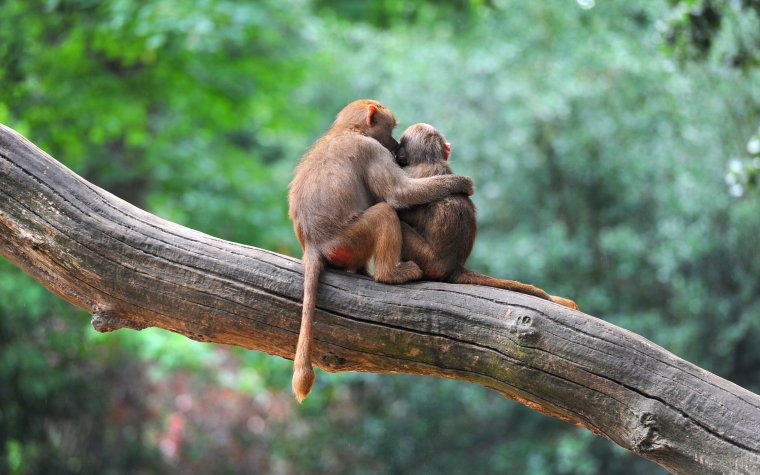 Обезьяны обнимаются