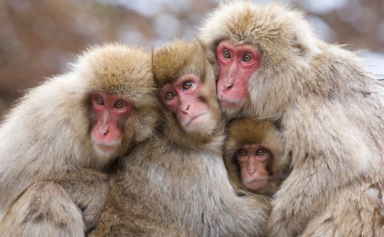 Четыре обезьяны