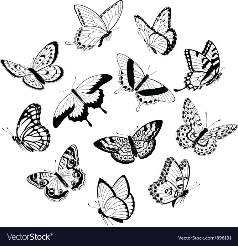 Бабочка эскиз