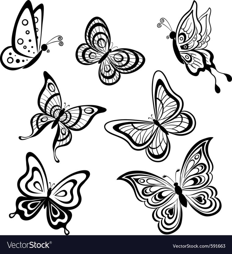 Черная бабочка с белым контуром