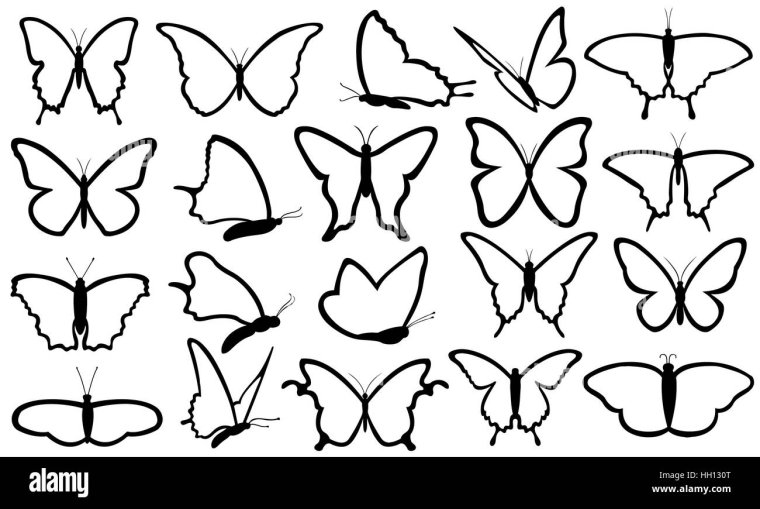 Разновидности бабочек силуэты