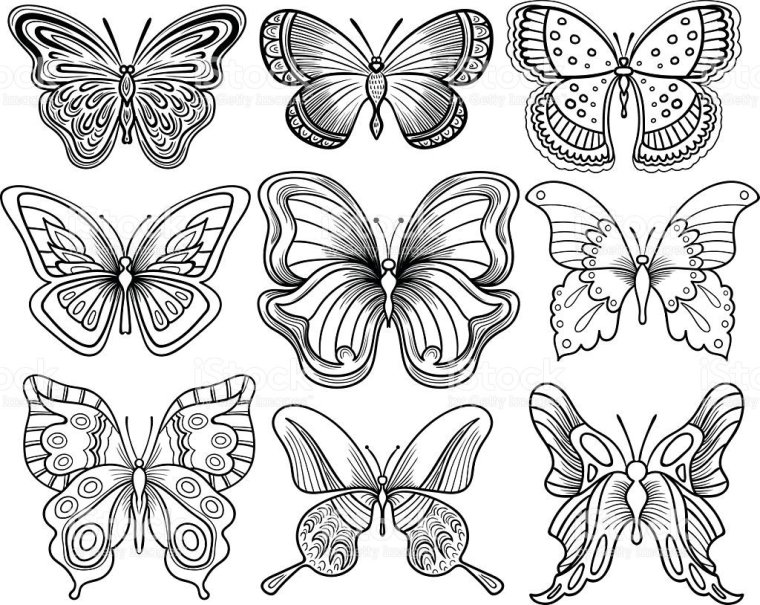 Бабочка контур