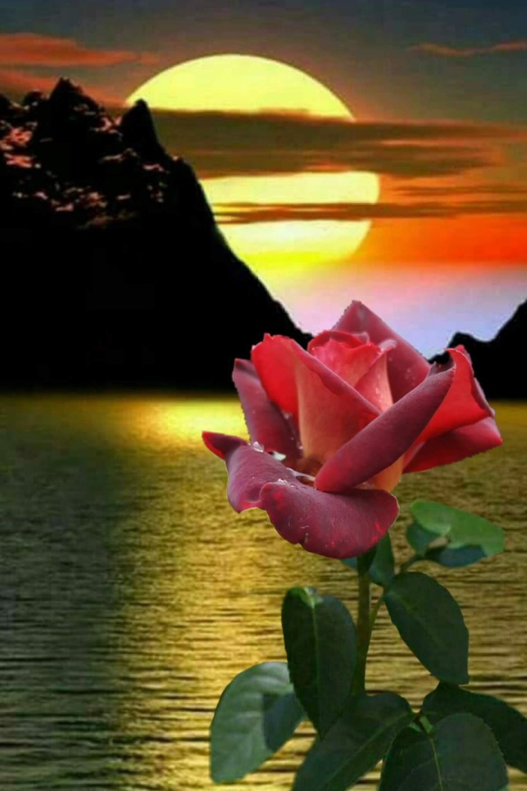 Спокойной ночи цветы