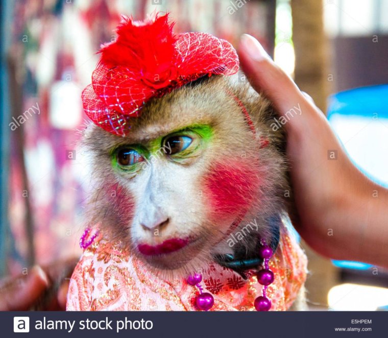 Накрашенная обезьяна накрашенная