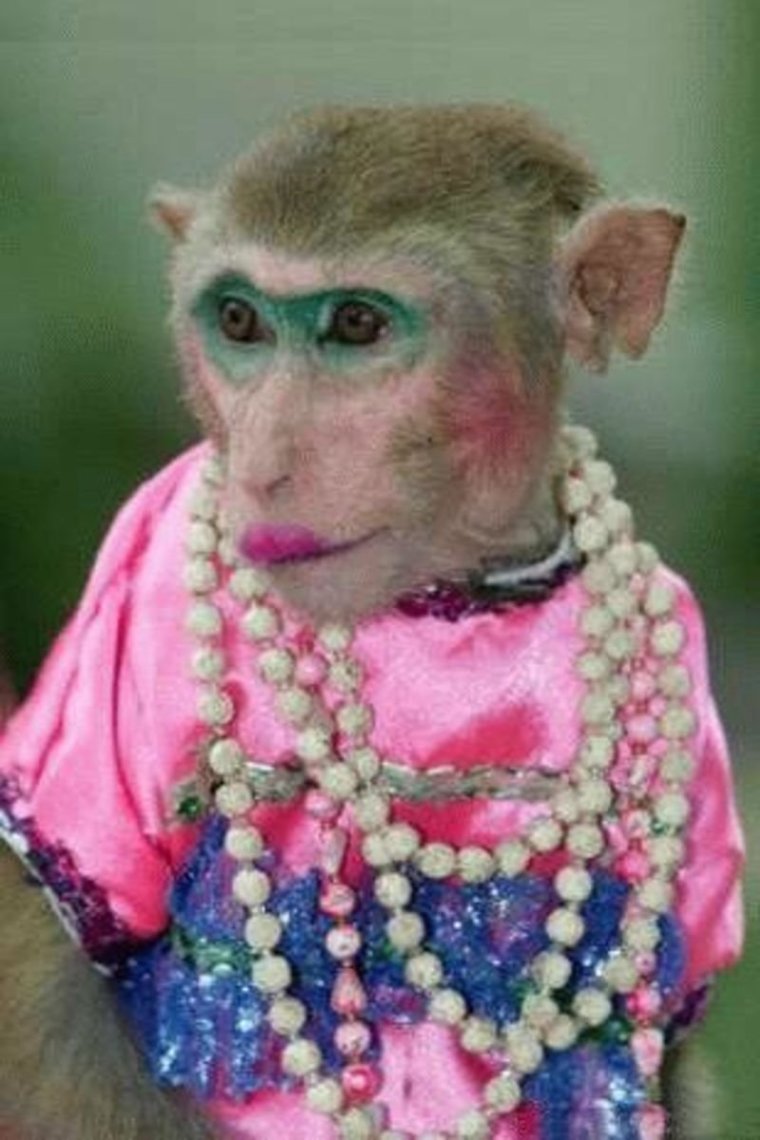 Крашеная обезьяна