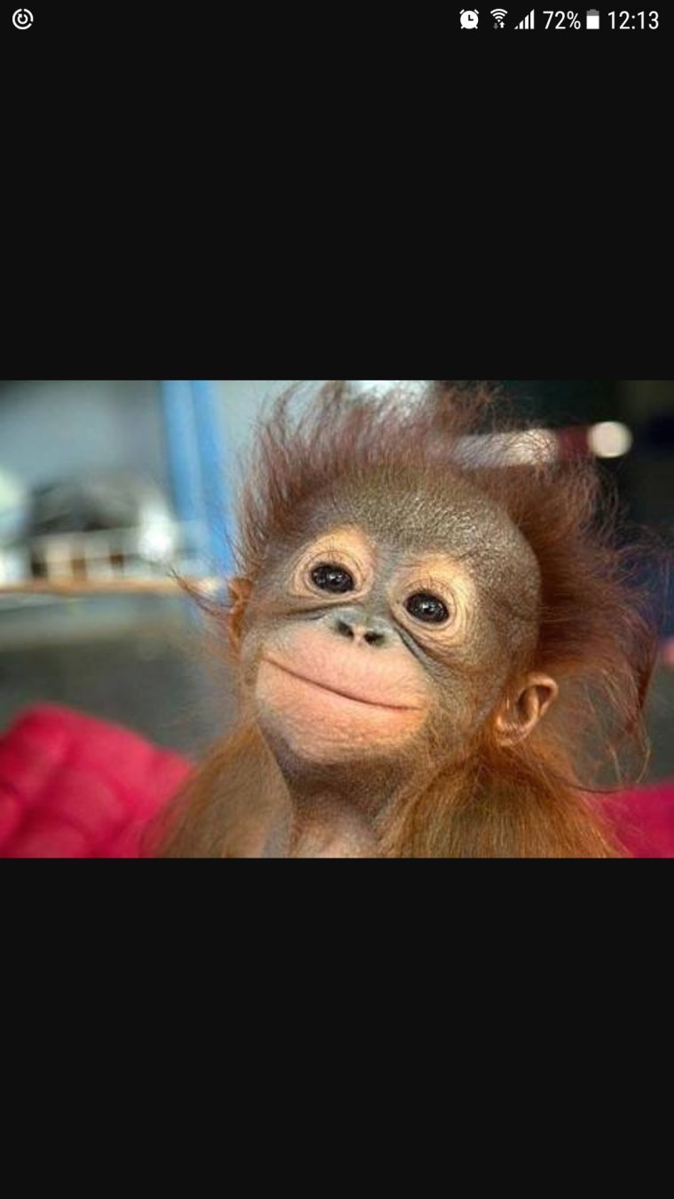 Красивая обезьяна накрашенная