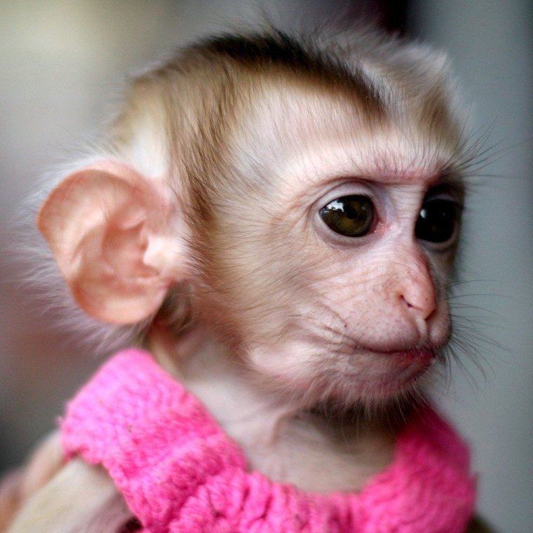 Красивая обезьянка девочка