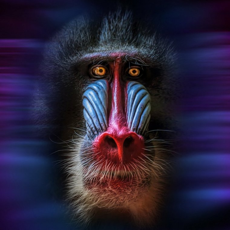 Мандрил Альфа самец