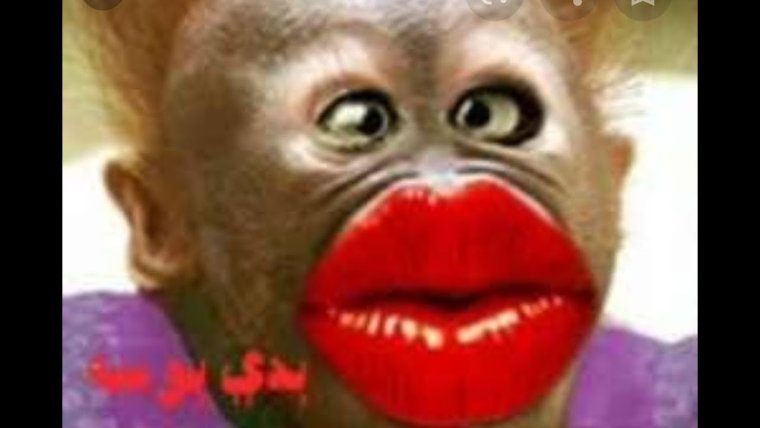 Мартышка с накрашенными губами