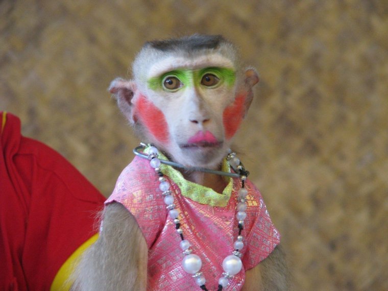 Крашеная обезьянка