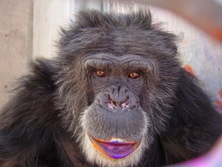 Обезьяна с помадой