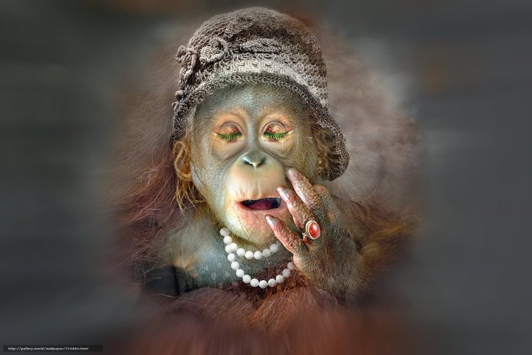 Горилла Алиса