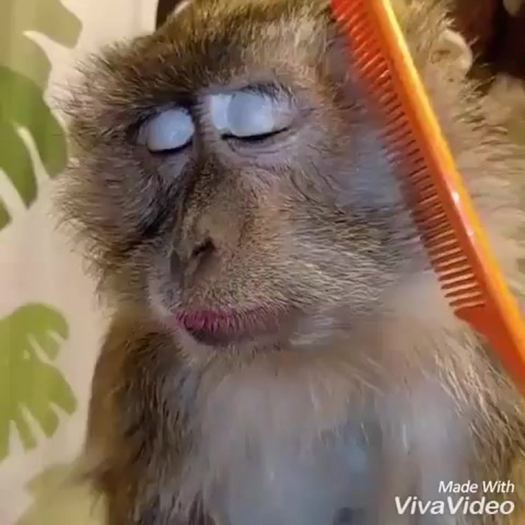 Мартышка причесывают