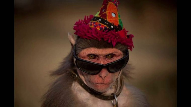 Обезьяна в очках