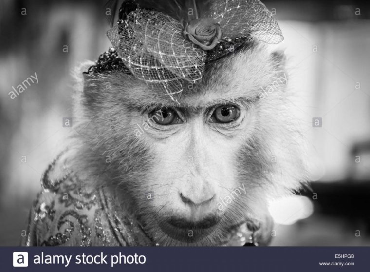 Обезьяна кривляется