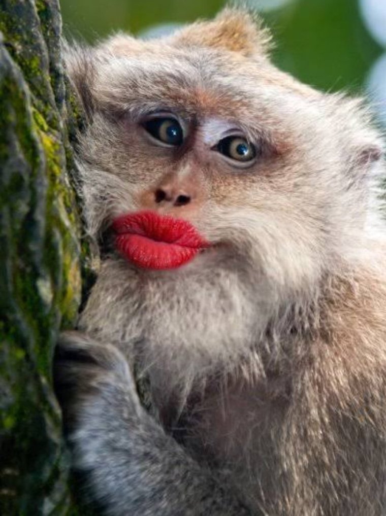 Обезьянка с красными губами