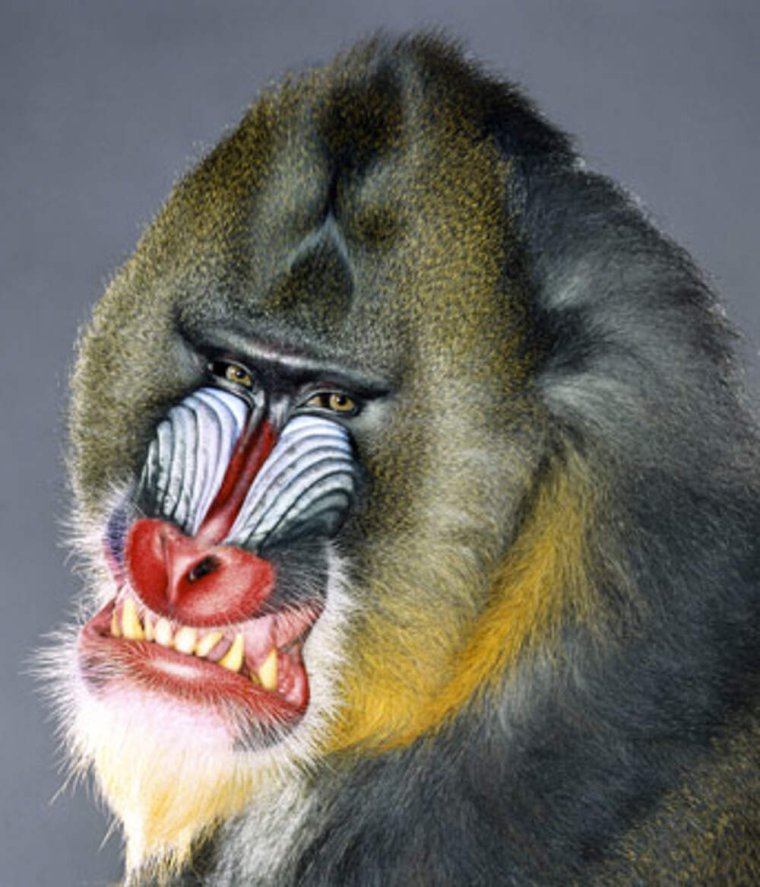 Обезьяна в платье