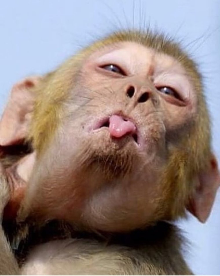 Обезьяна невеста