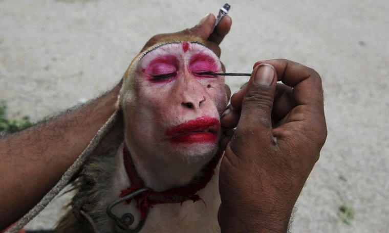 Накрашенная шимпанзе