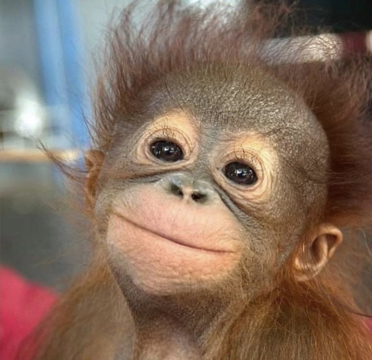 Мартышка с макияжем