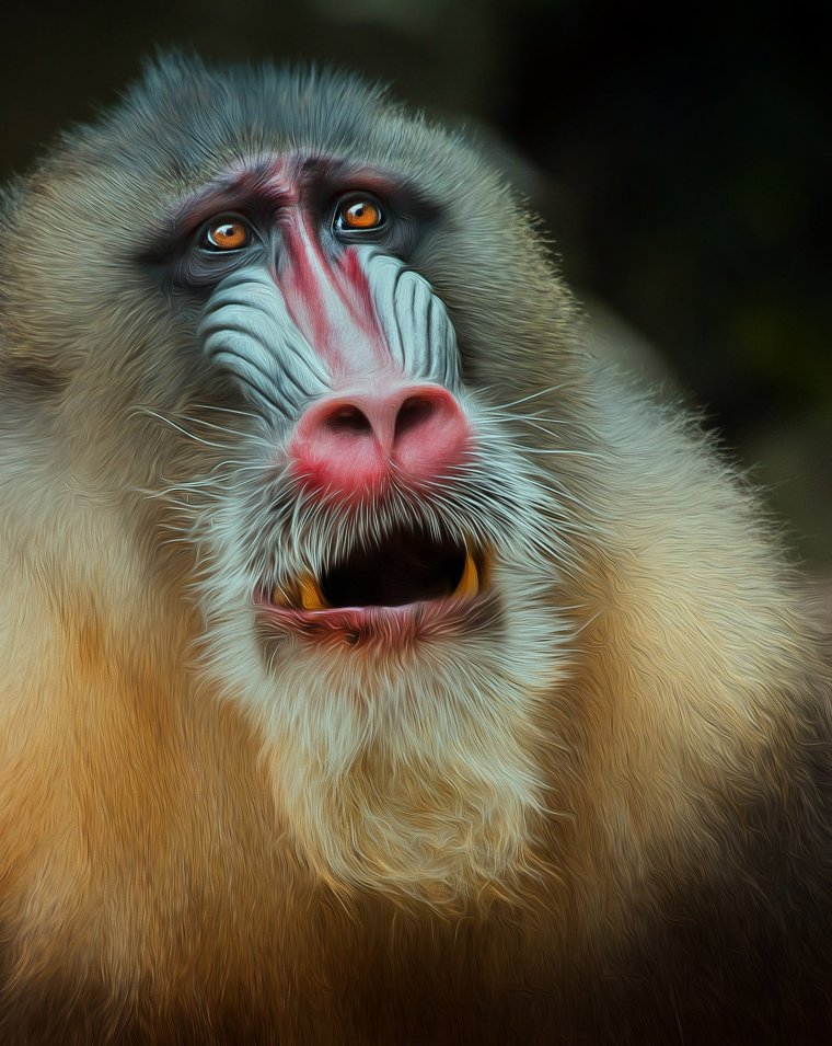 Мандрил мартышковые