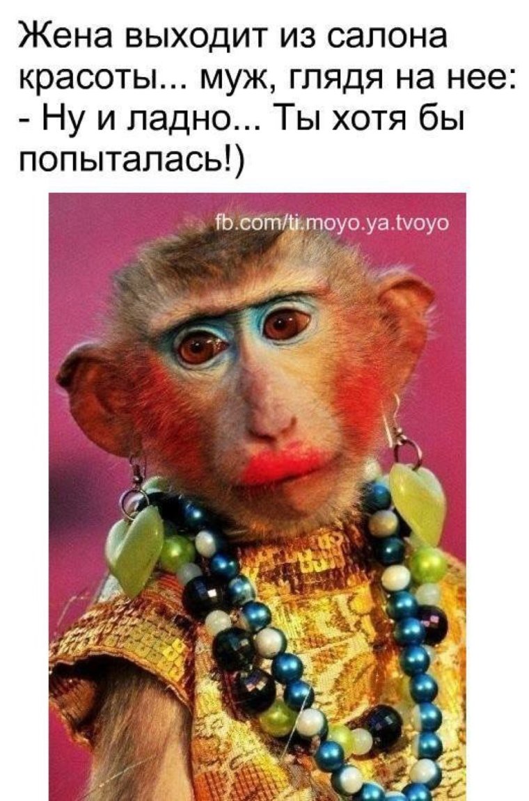 Смешные обезьяны