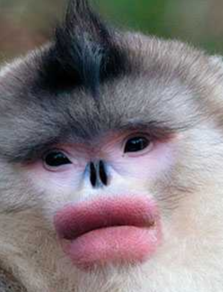 Мартышки ринопитеки фото. Обезьяна Рокселланов ринопитек. Мартышки ринопитеки. Обезьяна с накрашенными губами. Фото обезьяны с накрашенными губами.