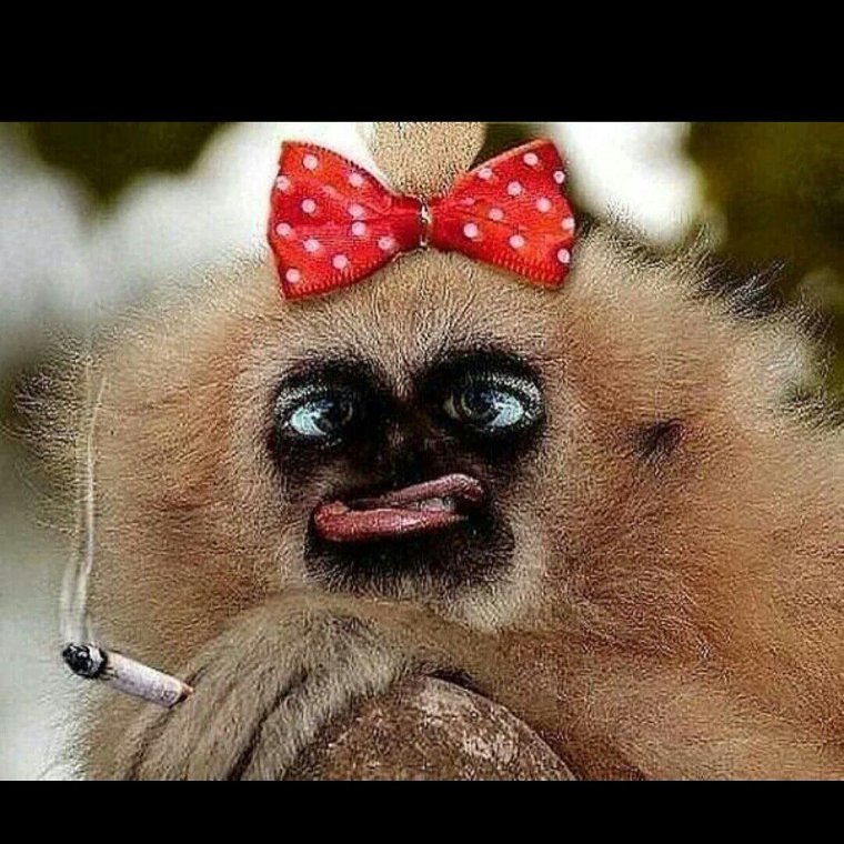 Накрашенная обезьяна