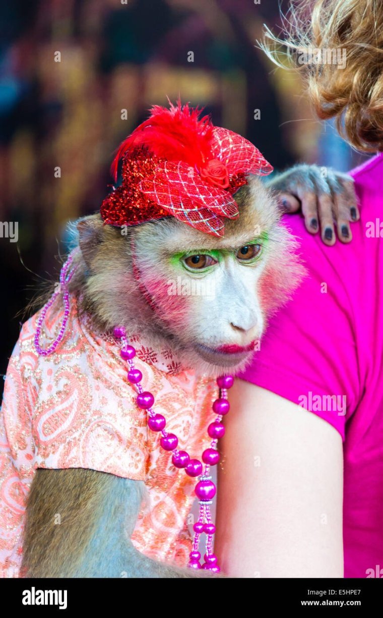 Обезьяна с накрашенными губами