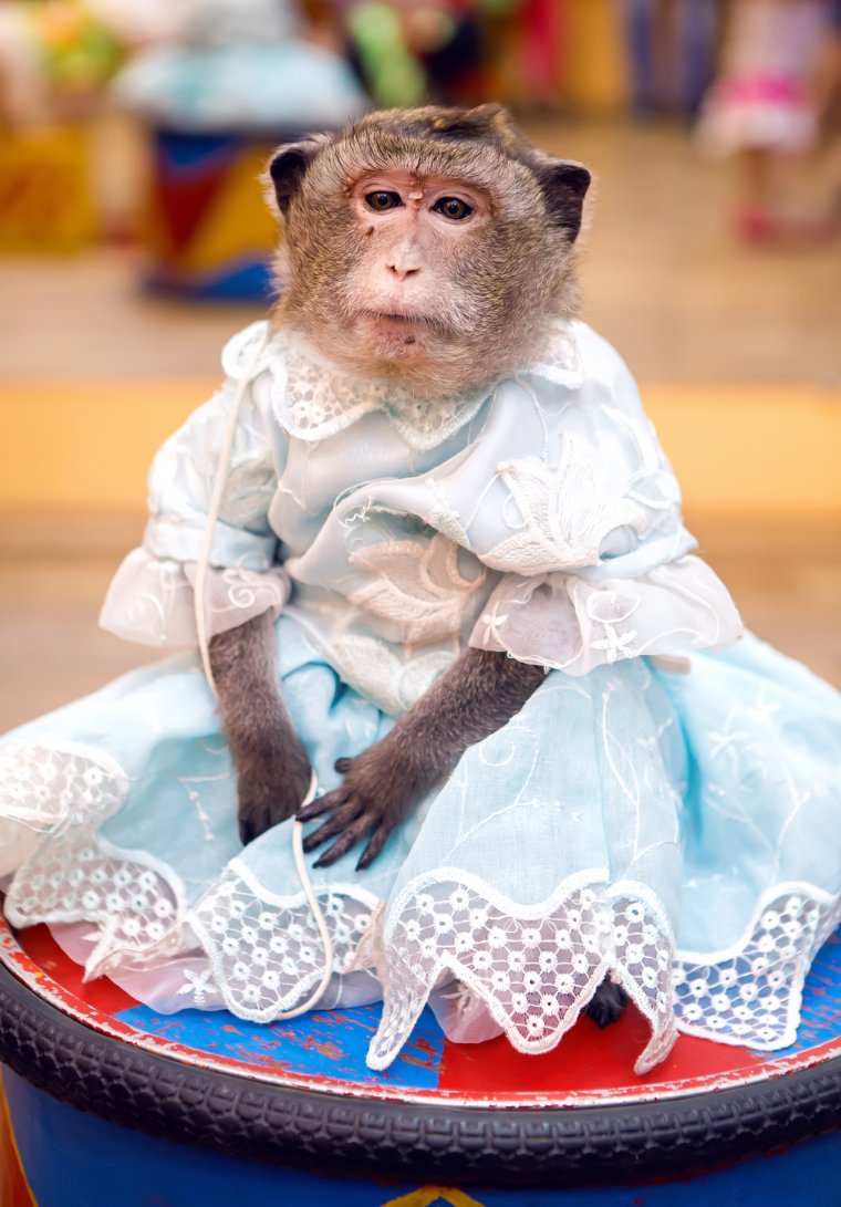 Обезьяна в одежде