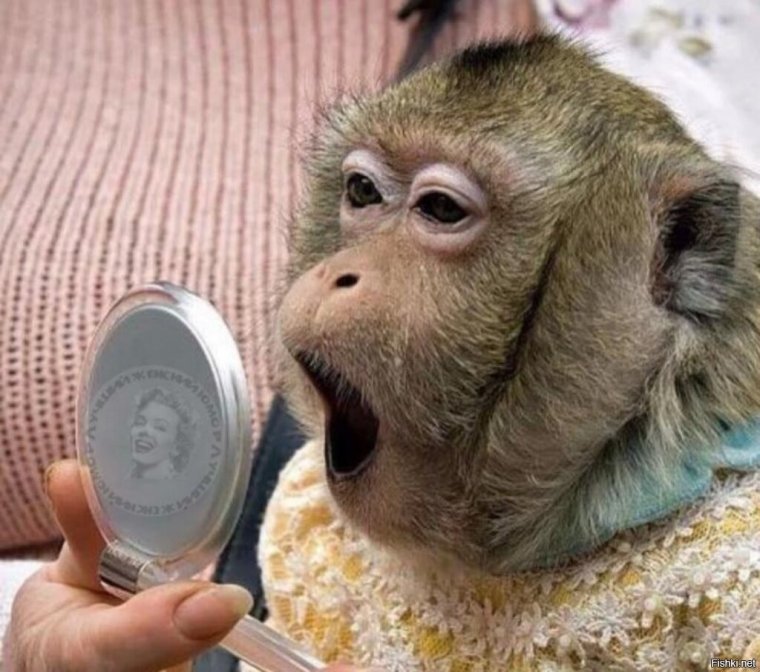 Обезьяна в парикмахерской