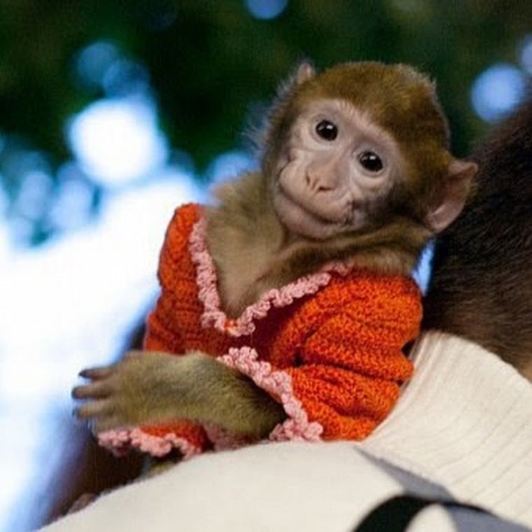 Мартышка в платье