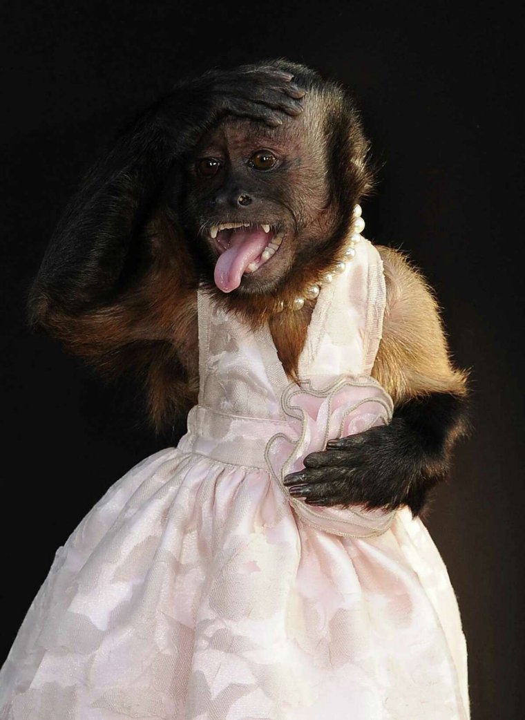 Обезьянка с бровями