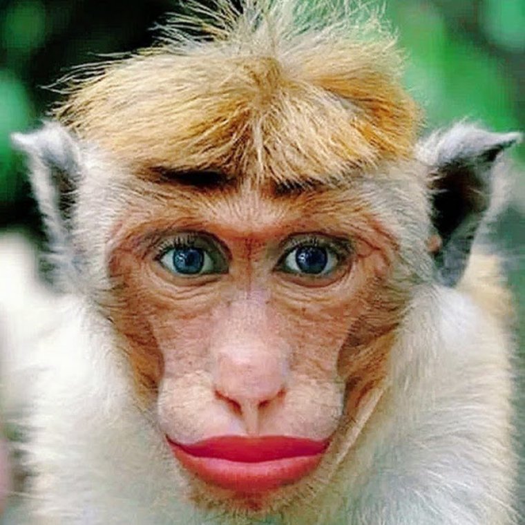 Мартышка с губами