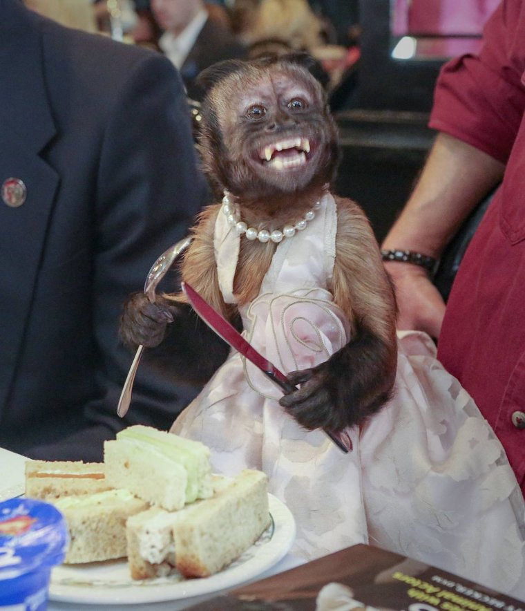 Красивая обезьянка