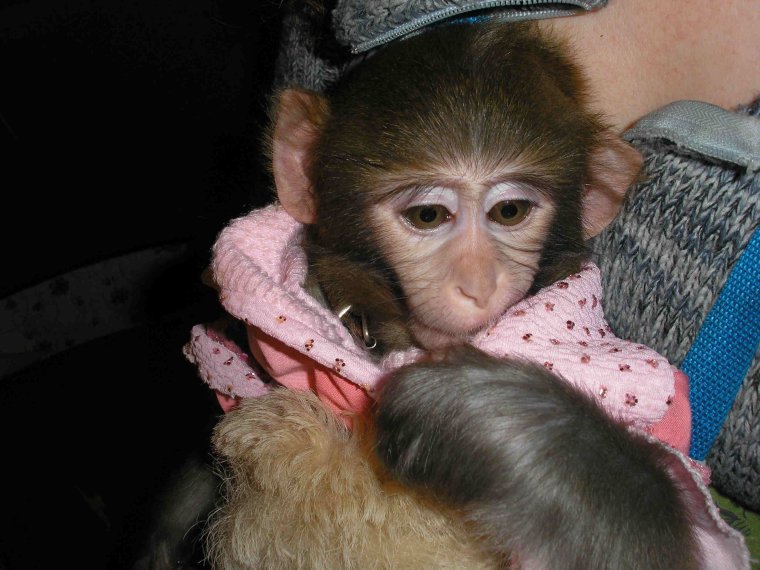 Шимпанзе с макияжем