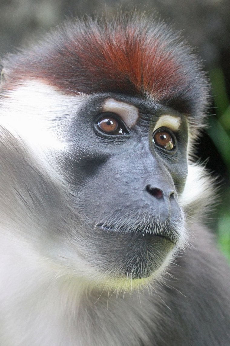 Маленькая обезьянка с бантиком