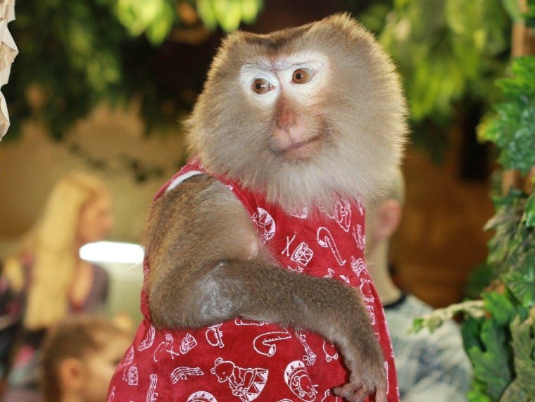 Обезьянка с бантиком