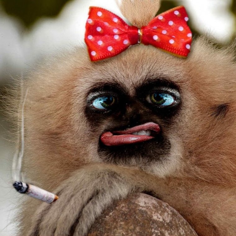 Обезьяна с бантиком и в очках накрашенная