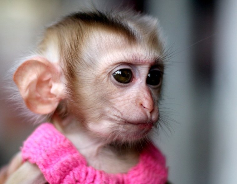 Смешные обезьянки