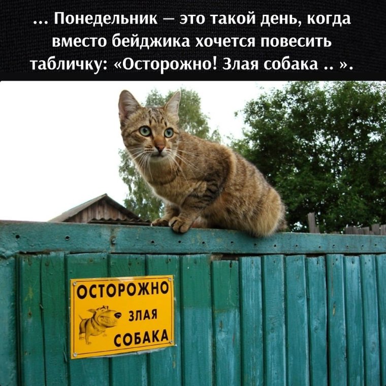 Табличка осторожно злая собака злые хозяева