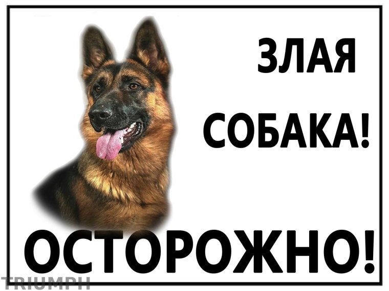 Осторожно злая собака а кот