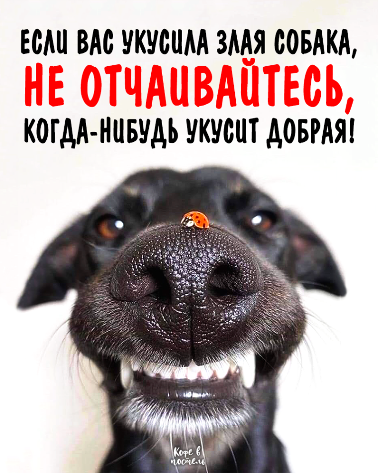 Осторожно, злая собака!