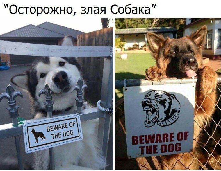 Осторожно злая собака амстафф