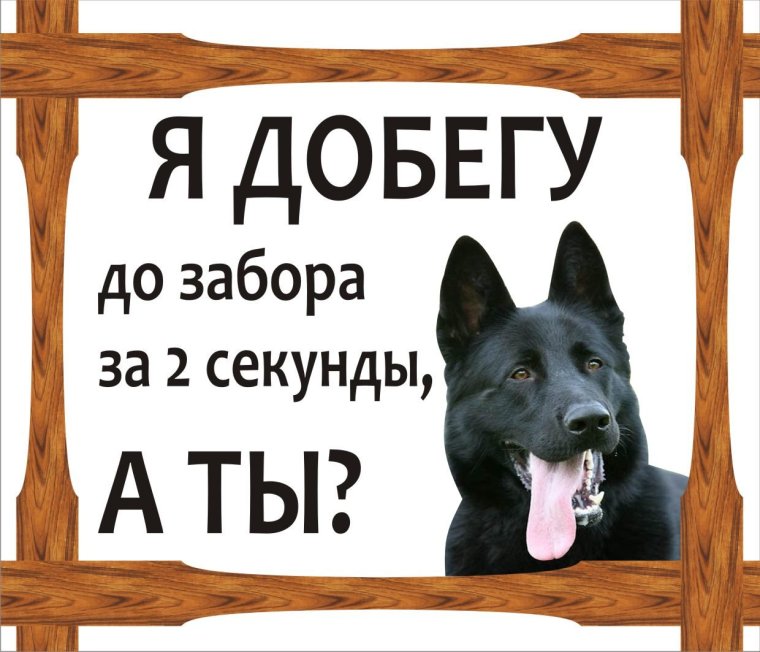 Осторожно злая собака а кот вообще отморозок