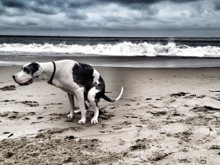 Собака Кака