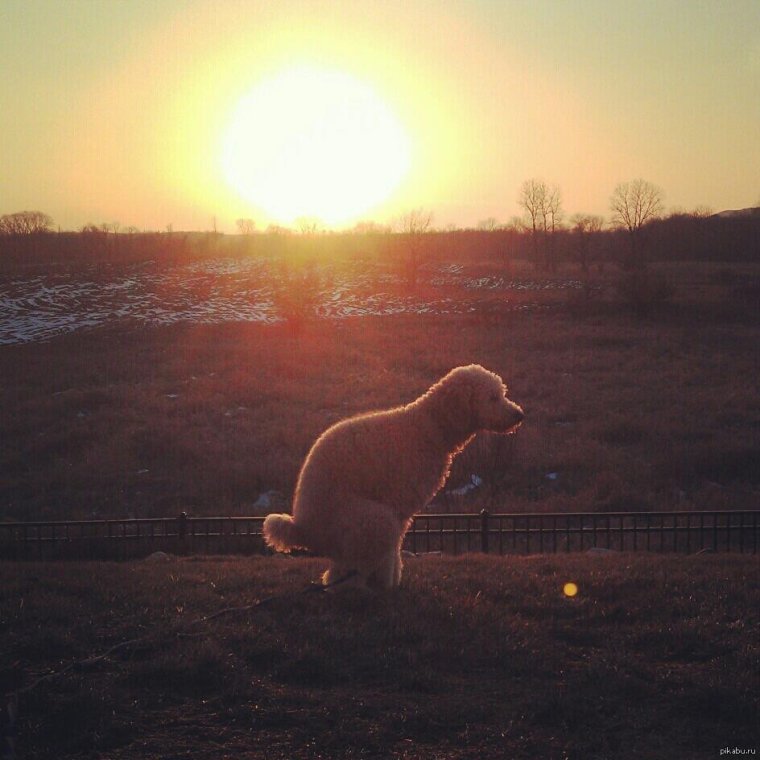 Силуэт какающей собаки