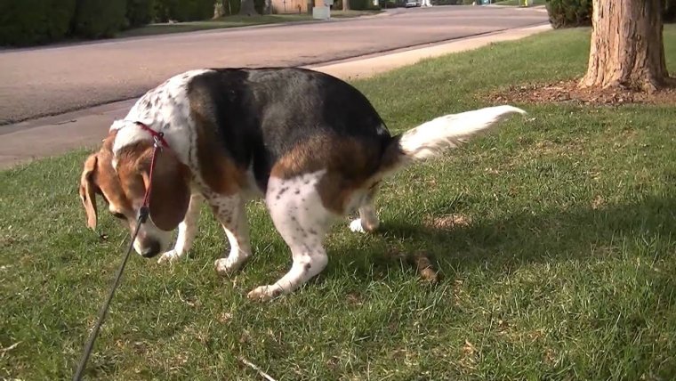 Собака какает на белом фоне